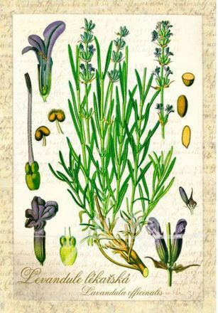 image:Image Bylina, levandule - přání